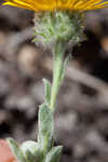 Ccottony goldenaster